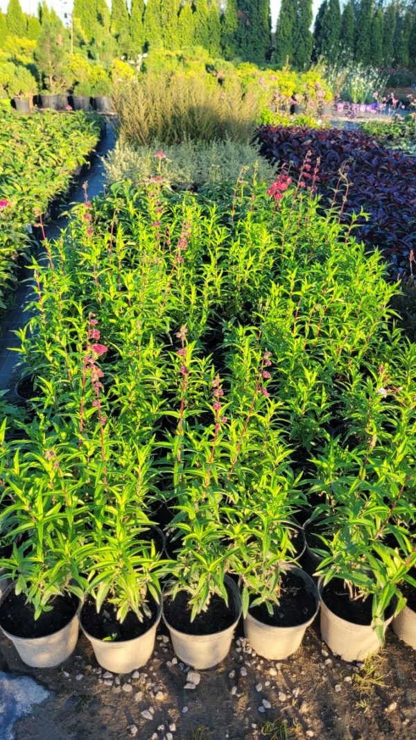 Penstemon 'Rich Ruby’ 1