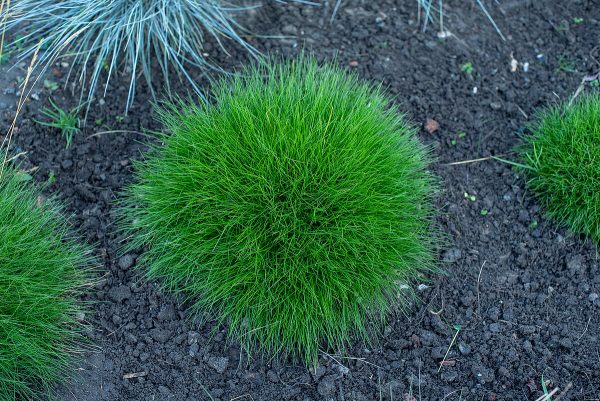 Kostrzewa Gautiera 'Pic Carlit' - obrazek 4
