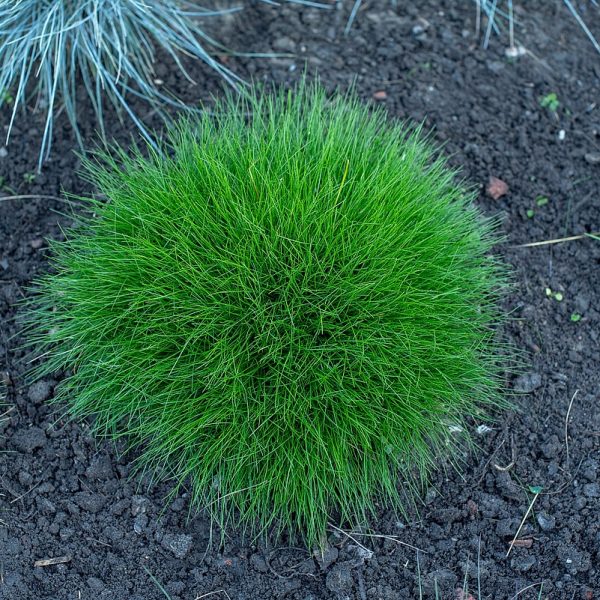 Kostrzewa Gautiera 'Pic Carlit' - obrazek 5