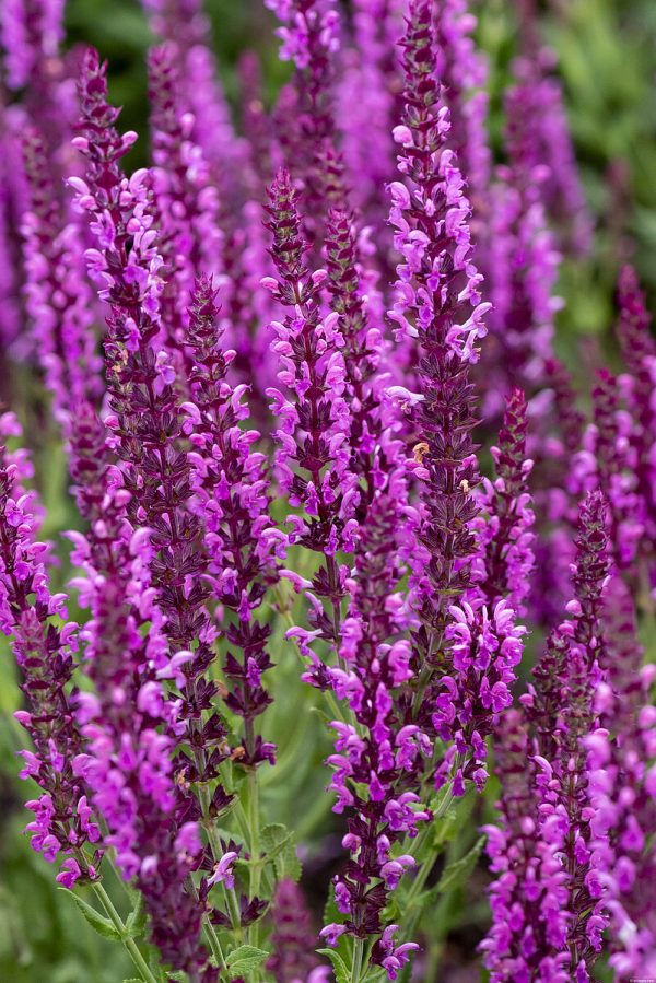 Szałwia Omszona 'Pink Beauty' - obrazek 3