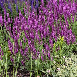 Szałwia Omszona 'Pink Beauty'