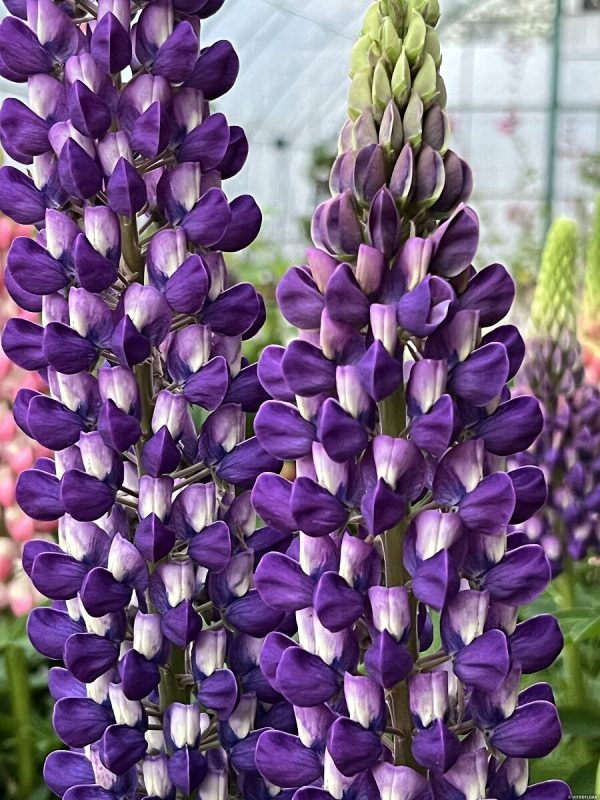 Łubin 'Purple/White' - obrazek 2