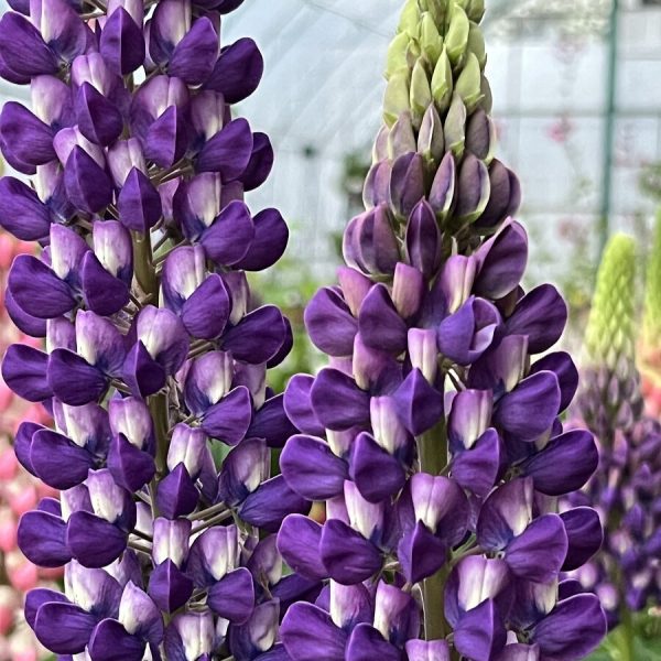 Łubin 'Purple/White'