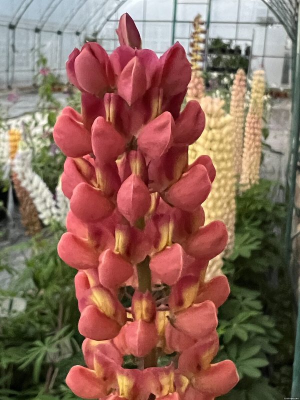 Łubin 'Red/Orange'