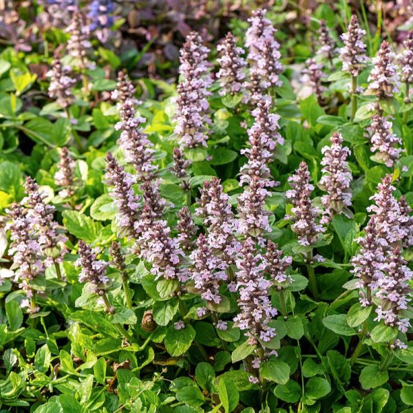 Dąbrówka Rozłogowa 'Rosea'