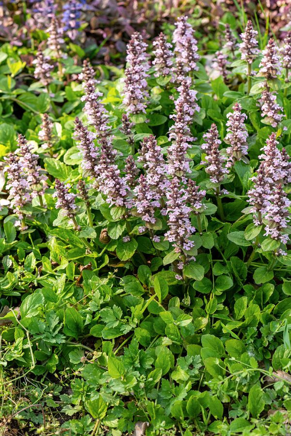 Dąbrówka Rozłogowa 'Rosea' - obrazek 2