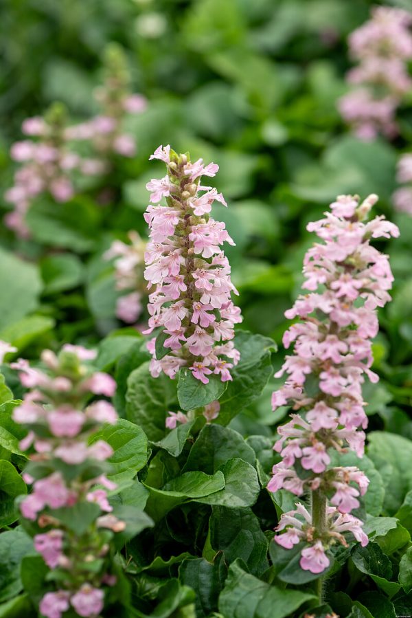 Dąbrówka Rozłogowa 'Rosea' - obrazek 3