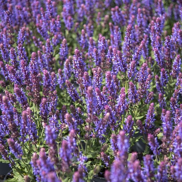 Szałwia Omszona 'Salute Ice Blue'