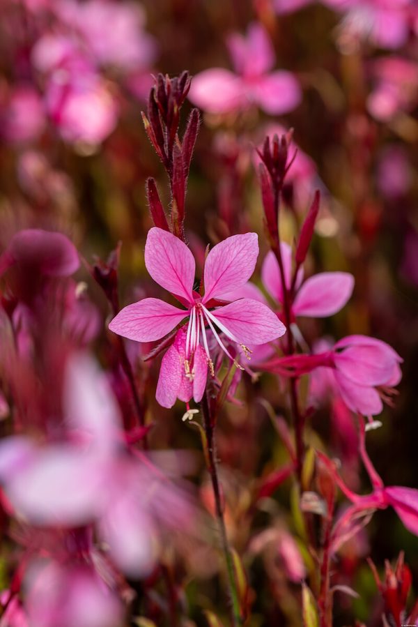 Gaura 'Siskiyou Pink' - obrazek 2