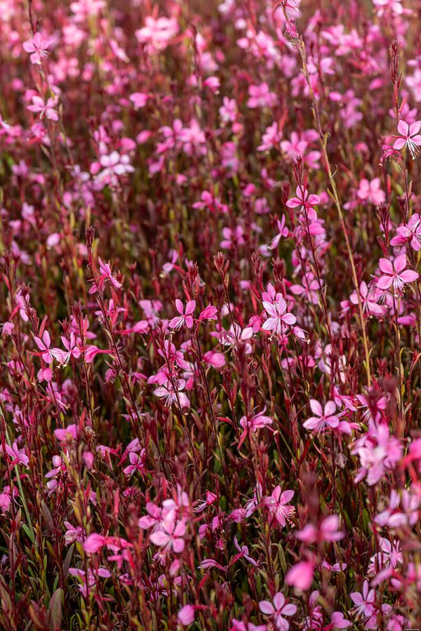 Gaura 'Siskiyou Pink' - obrazek 4