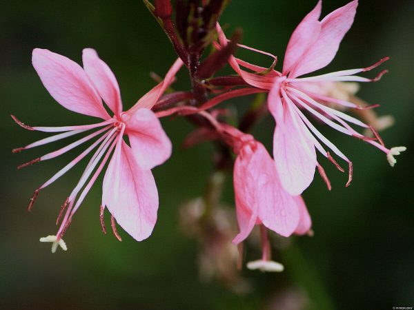 Gaura 'Siskiyou Pink' - obrazek 5
