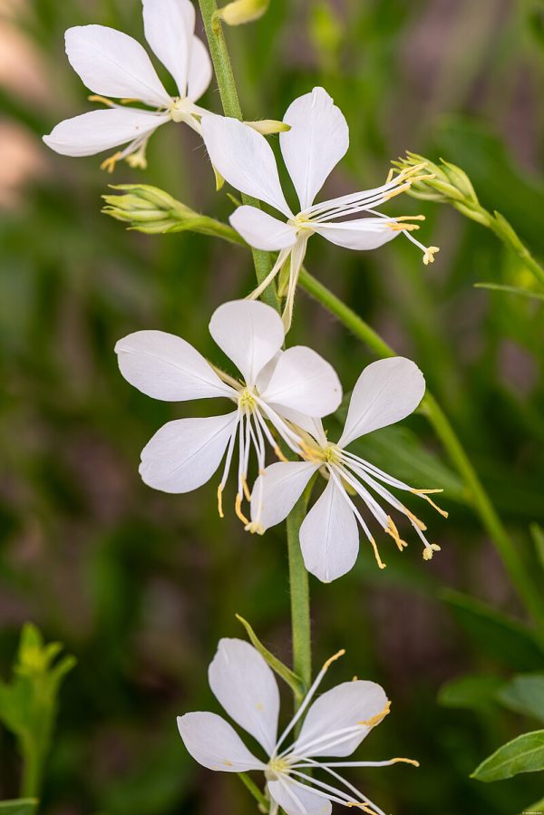 Gaura 'Snowbird' - obrazek 2