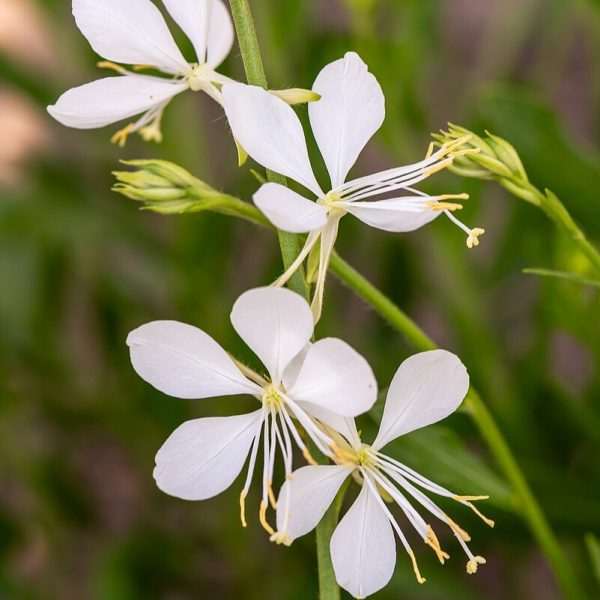 Gaura 'Snowbird'