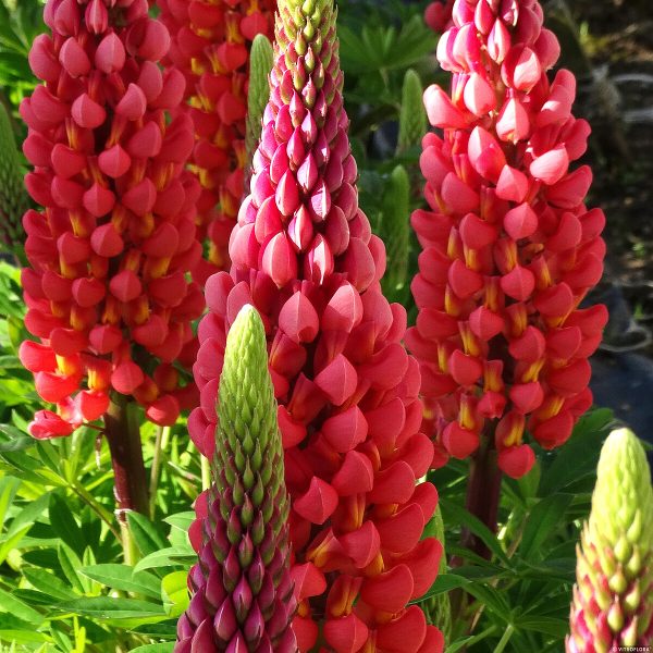 Łubin 'Towering Inferno'