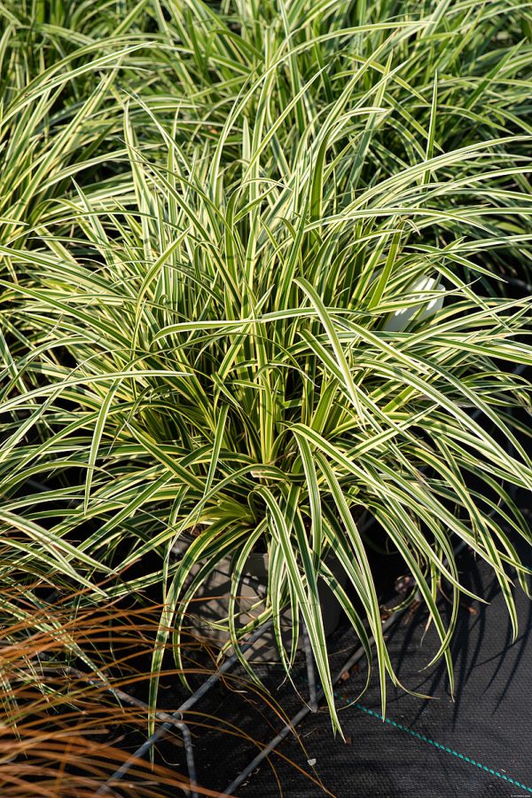 Turzyca Morrowa 'Vanilla Ice' - obrazek 2