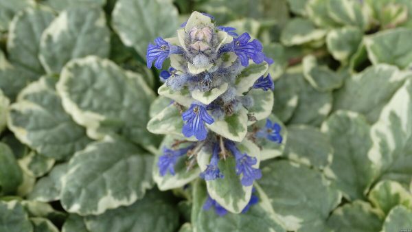 Dąbrówka Rozłogowa 'Variegata' - obrazek 6