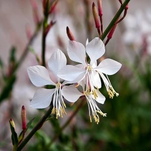 Gaura 'Whirling Butterflies'