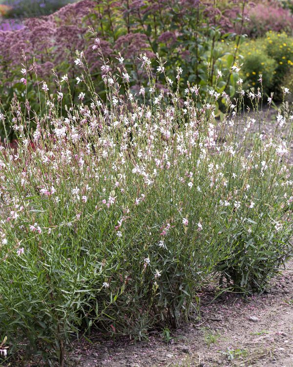 Gaura 'Whirling Butterflies' - obrazek 3