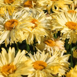 Złocień Wielki 'Goldfinch'