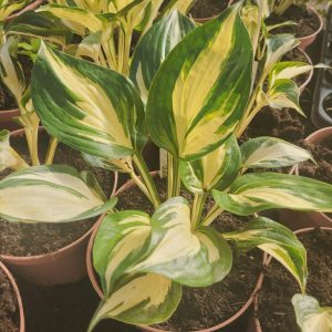 Funkia 'Pathfinder' Hosta