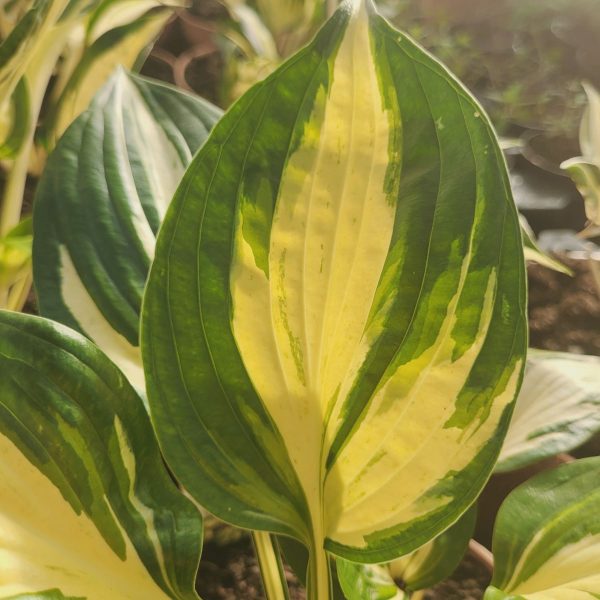 Funkia 'Pathfinder' Hosta
