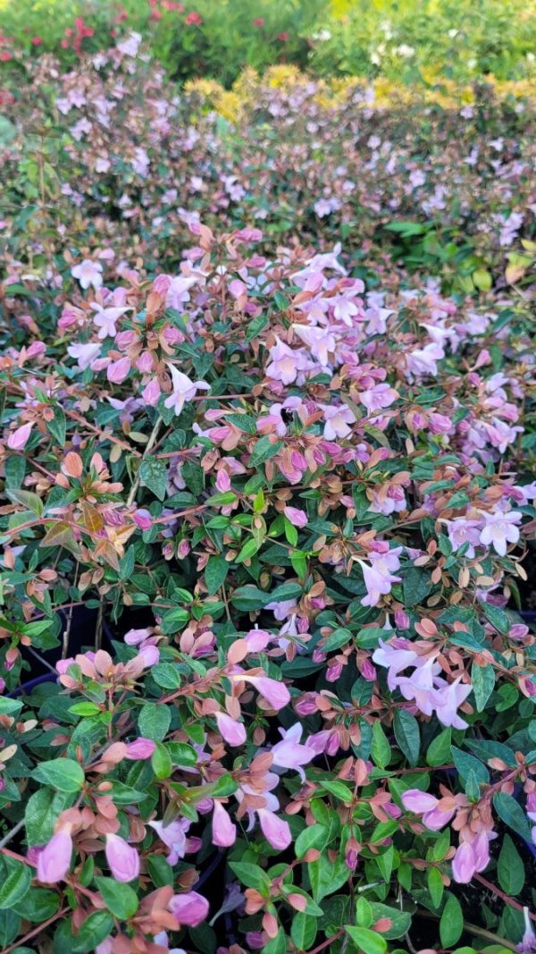 Abelia 'Ping Pong' ® - obrazek 3