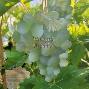 Winogron/winorośl 'Arkadia'