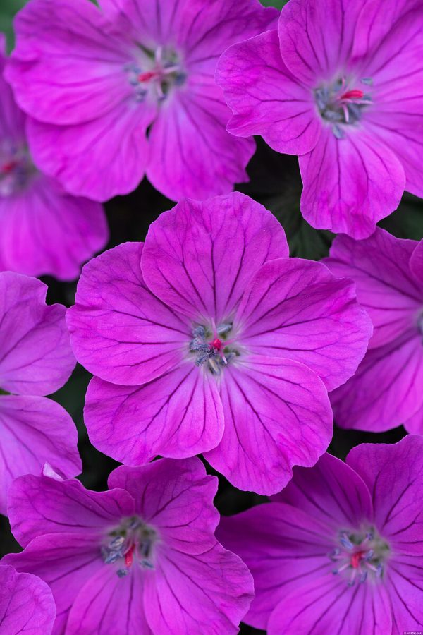 Bodziszek Czerwony 'Frivolous Purple' (Geranium sanguineum 'Frivolous Purple'