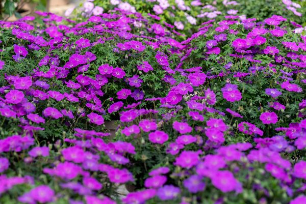 Bodziszek Czerwony 'Frivolous Purple' (Geranium sanguineum 'Frivolous Purple'1