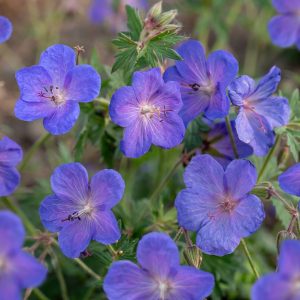 Bodziszek 'Johnson's Blue' (Geranium 'Johnson's Blue')3