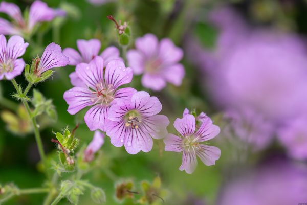 Bodziszek 'Karen Wouters' (Geranium 'Karen Wouters')