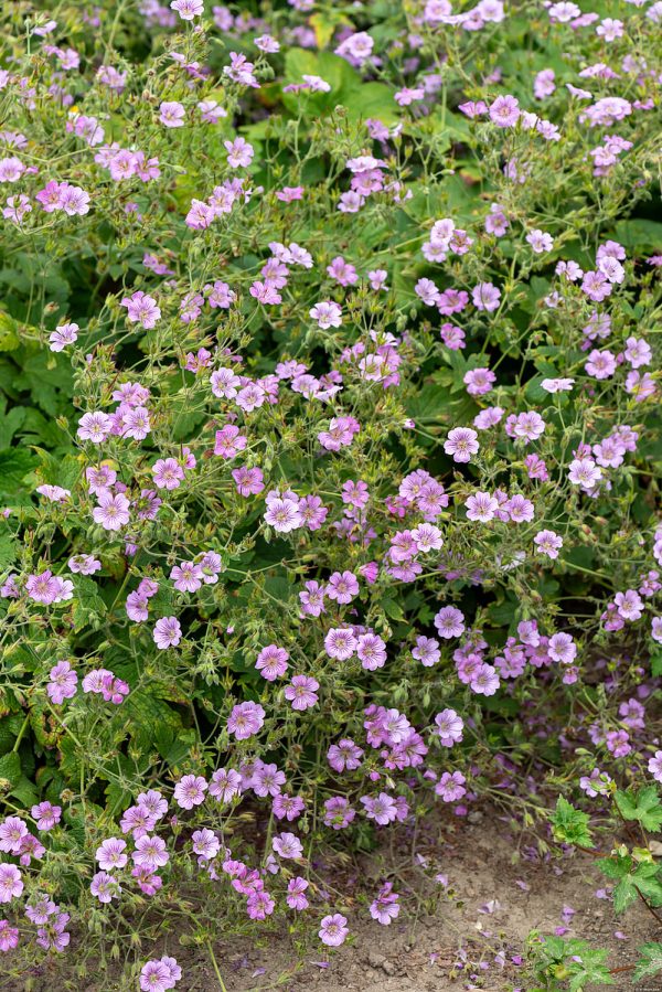 Bodziszek 'Karen Wouters' (Geranium 'Karen Wouters')1