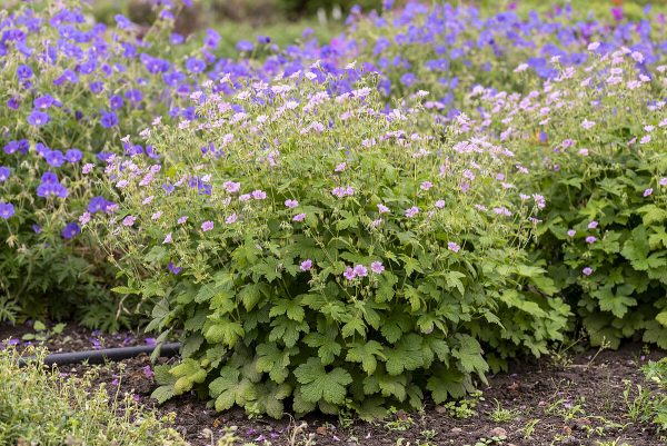 Bodziszek 'Karen Wouters' (Geranium 'Karen Wouters')2