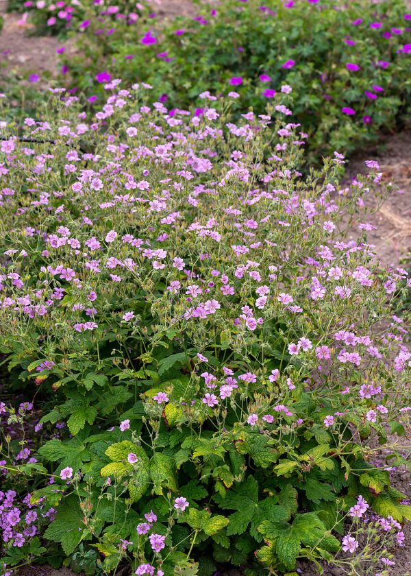 Bodziszek 'Karen Wouters' (Geranium 'Karen Wouters')3