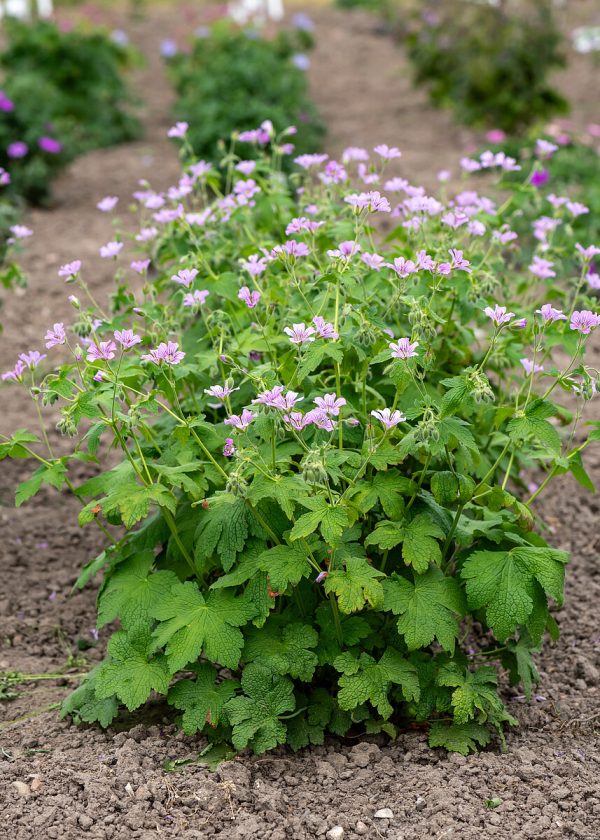 Bodziszek 'Karen Wouters' (Geranium 'Karen Wouters')4