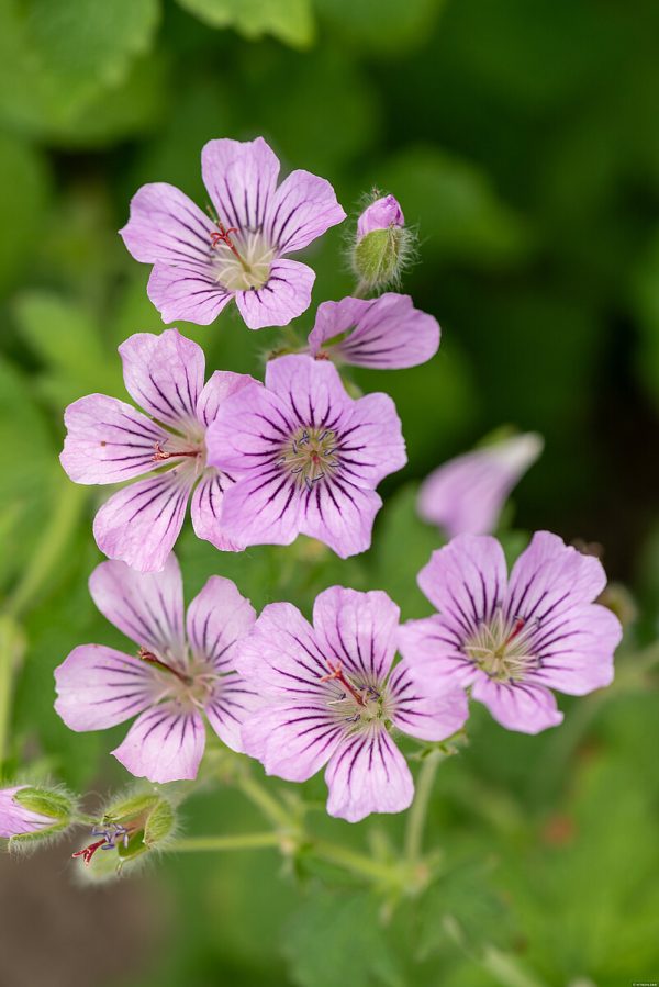 Bodziszek 'Karen Wouters' (Geranium 'Karen Wouters')5