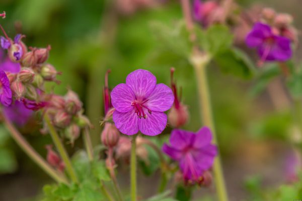 Bodziszek Korzeniasty 'Bevan's Variety' (Geranium macrorrhizum 'Bevan's Variety')