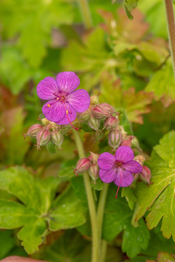 Bodziszek Korzeniasty 'Bevan's Variety' (Geranium macrorrhizum 'Bevan's Variety')3