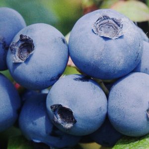 borówka amerykanska chanticleer