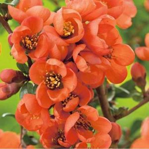 Chaenomeles sup. 'Orange Trail'