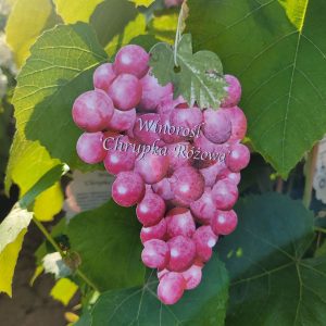 Winogron/winorośl 'Chrupka Różowa'