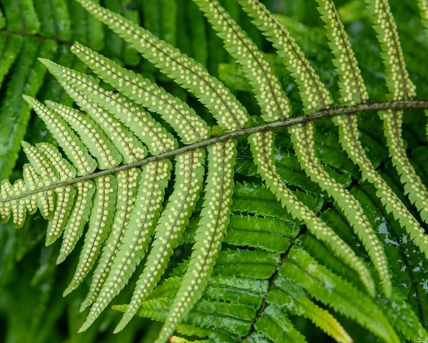 dryopteris-championii_dryopteris-championii_71180_4
