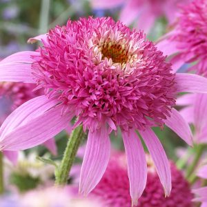 Jeżówka 'Pink Double Delight'