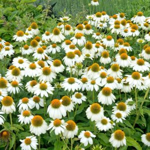 Jeżówka 'Powwow White'