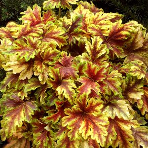 Żurawka 'Gold Zebra'