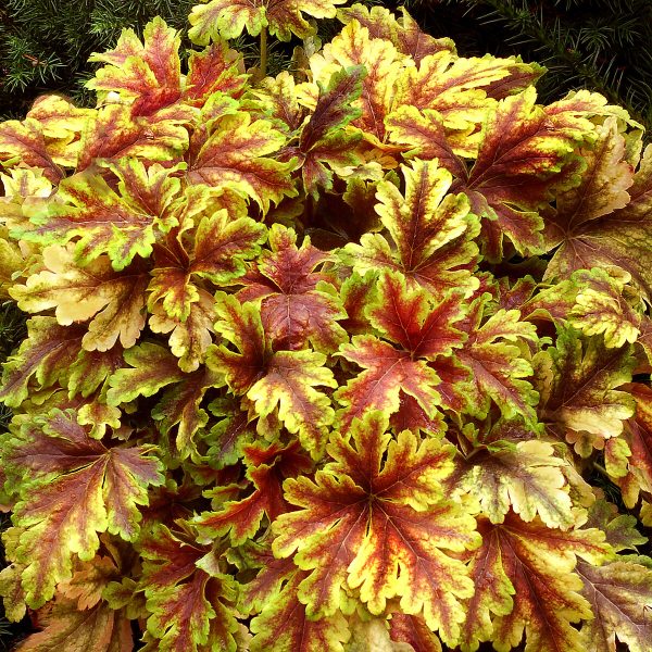 Żurawka 'Gold Zebra'