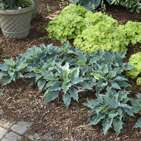 Hosta-Fuknia Waterslide