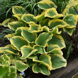 hosta- funkia liberty