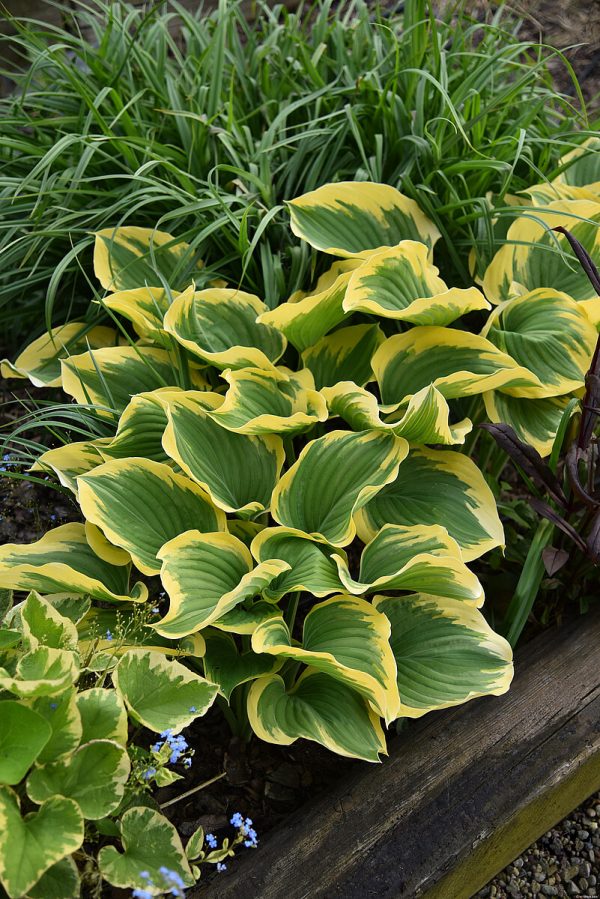 hosta- funkia liberty1