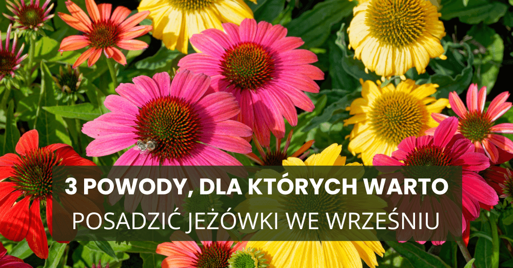 3 powody, dla których warto posadzić jeżówki we wrześniu – silne korzenie i kwiaty już od przyszłego lata
